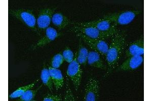 IF analysis of FMRP/FMR1 using anti-FMRP/FMR1 antibody (ABIN3042398).