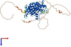 AlphaFold protein structure predicition of Human Recombinant STK17A Protein, UniprotID Q9UEE5