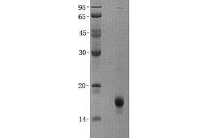 Validation with Western Blot