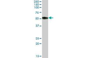 SLAMF6 MaxPab polyclonal antibody. (SLAMF6 anticorps  (AA 1-271))