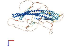 AlphaFold protein structure predicition of Mouse Recombinant Disc1 Protein, UniprotID Q811T9