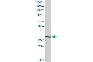 DCI MaxPab polyclonal antibody.