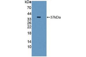 Figure. (GBP4 anticorps  (AA 1-292))
