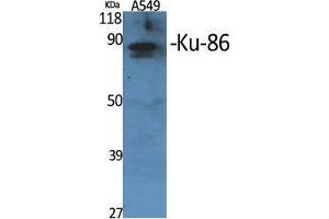 Western Blot (WB) analysis of specific cells using Ku-86 Polyclonal Antibody. (Ku-86 (Internal Region) anticorps)