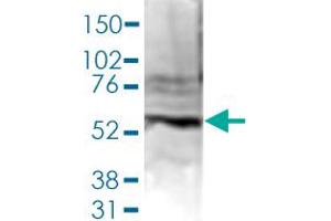Western Blot (Cell lysate) analysis of 40 ug nuclear extracts of Hela cells.