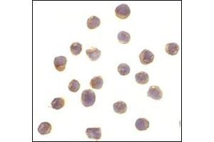 Immunocytochemistry of RPS6K1 in Jurkat cells with this product at 10 μg/ml. (RPS6KA1 anticorps  (C-Term))