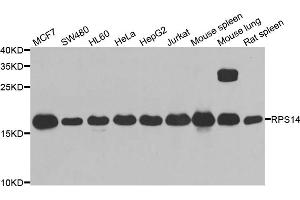 Western blot analysis of extracts of various cell lines, using RPS14 antibody (ABIN5974066) at 1/1000 dilution. (RPS14 anticorps)