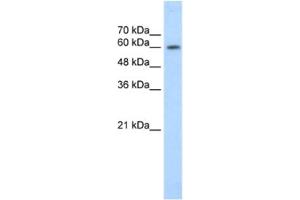 Western Blotting (WB) image for anti-Early B-Cell Factor 2 (EBF2) antibody (ABIN2461266)