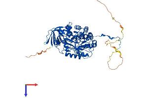 AlphaFold protein structure predicition of Human Recombinant CRMP1 Protein, UniprotID Q14194