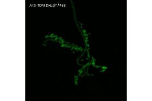 Immunofluorescence (IF) image for anti-tdTomato Fluorescent Protein (tdTomato) antibody (DyLight 488) (ABIN7273112) (tdTomato anticorps  (DyLight 488))