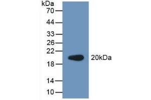 Detection of Recombinant PCPE2, Human using Polyclonal Antibody to Procollagen C Proteinase Enhancer 2 (PCPE2) (PCOLCE2 anticorps  (AA 297-415))
