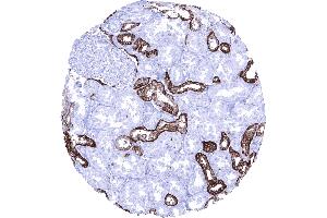 Kidney cortex In the kidney Trop 2 immunostaining is strong in distal tubuli and collecting ducts but weaker in the parietal layer of the Bowman capsule (Recombinant TACSTD2 anticorps  (AA 31-274))