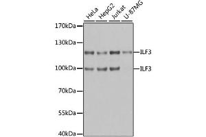 Western blot analysis of extracts of various cell lines, using ILF3 antibody. (Interleukin enhancer-binding factor 3 (ILF3) anticorps)