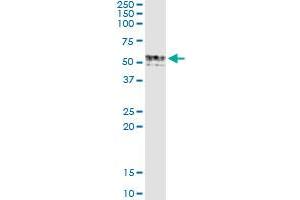 Immunoprecipitation of GIF transfected lysate using anti-GIF monoclonal antibody and Protein A Magnetic Bead , and immunoblotted with GIF MaxPab rabbit polyclonal antibody.