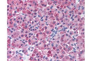 Immunohistochemistry (IHC) image for anti-Carboxypeptidase A1 (Pancreatic) (CPA1) antibody (ABIN2477891) (CPA1 anticorps)
