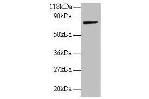 Western blot All lanes: ANXA6 antibody at 2 μg/mL + Rat liver tissue Secondary Goat polyclonal to rabbit IgG at 1/10000 dilution Predicted band size: 76, 73 kDa Observed band size: 76 kDa (ANXA6 anticorps  (AA 2-245))