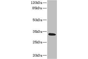 Western blot All lanes: HVCN1 antibody at 1. (HVCN1 anticorps  (AA 1-100))