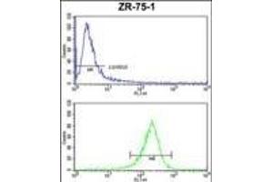 ATXN3 Antibody (Center) (ABIN653191 and ABIN2842741) FC analysis of ZR-75-1 cells (bottom histogram) compared to a negative control cell (top histogram).