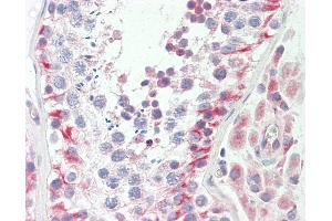 Anti-QCR2 / UQCRC2 antibody IHC staining of human testis.