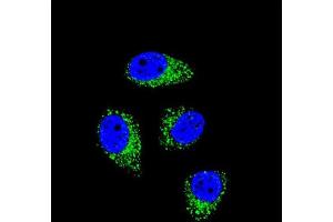 Confocal immunofluorescent analysis of WDR52 Antibody (C-term) with A549 cell followed by Alexa Fluor 488-conjugated goat anti-rabbit lgG (green). (WDR52 anticorps  (C-Term))