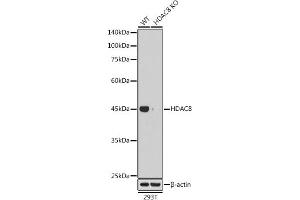 Western blot analysis of extracts from wild type (WT) and HD knockout (KO) 293T cells, using HD antibody (ABIN7267714) at 1:1000 dilution.