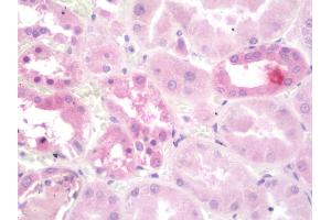 Anti-ATP6AP2 / Renin Receptor antibody IHC staining of human kidney.