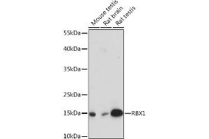 Western blot analysis of extracts of various cell lines, using RBX1 Rabbit pAb (ABIN7270077) at 1:3000 dilution. (RBX1 anticorps  (AA 1-100))