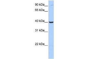 WB Suggested Anti-ARG2 Antibody Titration: 0.