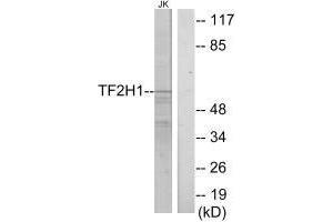 Western blot analysis of extracts from Jurkat cells, using TF2H1 antibody. (GTF2H1 anticorps  (N-Term))