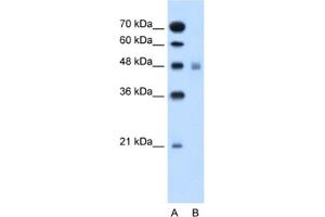 Western Blotting (WB) image for anti-Solute Carrier Family 17 (Anion/Sugar Transporter), Member 4 (SLC17A4) antibody (ABIN2462746) (SLC17A4 anticorps)
