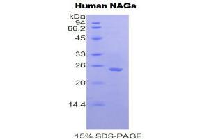 SDS-PAGE (SDS) image for N-Acetylgalactosaminidase, alpha (NAGA) (AA 218-411) protein (His tag) (ABIN2121734) (NAGA Protein (AA 218-411) (His tag))