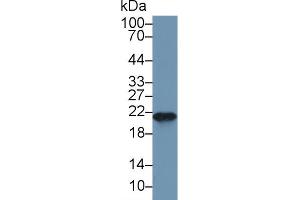 Western blot analysis of Mouse Spleen lysate, using Mouse FTH Antibody (1 µg/ml) and HRP-conjugated Goat Anti-Rabbit antibody ( (FTH1 anticorps  (AA 1-182))