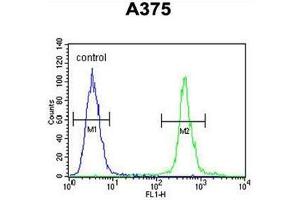 AL2SA Antibody (N-term) flow cytometric analysis of A375 cells (right histogram) compared to a negative control cell (left histogram). (ALS2CR11 anticorps  (N-Term))