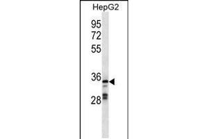 Western blot analysis in HepG2 cell line lysates (35ug/lane). (GPR146 anticorps  (AA 196-223))