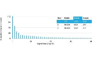 Protein Array (PAr) image for anti-Follistatin (FST) antibody (ABIN7456255)