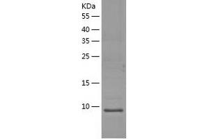 Western Blotting (WB) image for High Mobility Group Nucleosomal Binding Domain 3 (HMGN3) (AA 1-77) protein (His-IF2DI Tag) (ABIN7123334)