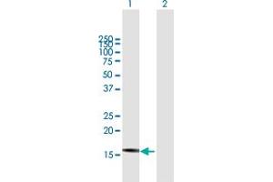 Western Blot analysis of DNAJB3 expression in transfected 293T cell line by DNAJB3 MaxPab polyclonal antibody.
