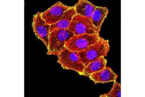 Immunofluorescence analysis of Hela cells using TIA1 mouse mAb (green). (TIA1 anticorps  (AA 1-215))
