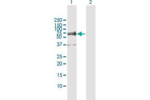 Western Blot analysis of TFCP2 expression in transfected 293T cell line by TFCP2 MaxPab polyclonal antibody. (TFCP2 anticorps  (AA 1-502))