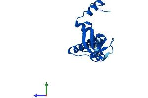 AlphaFold protein structure predicition of Mouse Recombinant Rpl26 Protein, UniprotID P61255