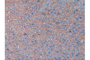 IHC-P analysis of Mouse Liver Tissue, with DAB staining. (CD147 anticorps  (AA 87-323))