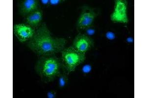 Anti-MAPK7 mouse monoclonal antibody (ABIN2454054) immunofluorescent staining of COS7 cells transiently transfected by pCMV6-ENTRY MAPK7 (RC203506). (MAPK7 anticorps)