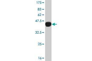 Western Blot detection against Immunogen (39. (CAMKK2 anticorps  (AA 1-130))