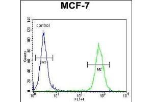 RICH2 Antibody (C-term) (ABIN654613 and ABIN2844313) flow cytometric analysis of MCF-7 cells (right histogram) compared to a negative control cell (left histogram). (ARHGAP44 anticorps  (C-Term))
