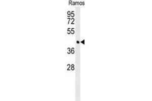 BCAT1 Antibody (Center) western blot analysis in Ramos cell line lysates (35µg/lane).