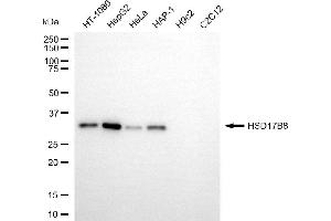 Western blotting analysis using HSD17B8 antibody (ABIN7799016). (HSD17B8 anticorps)