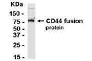 Western Blotting (WB) image for anti-CD44 (CD44) (AA 361-540) antibody (ABIN2468150) (CD44 anticorps  (AA 361-540))