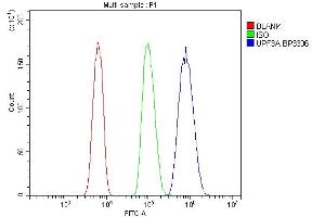 Flow Cytometry analysis of HL-60 cells using anti-UPF3A antibody (ABIN7601625).