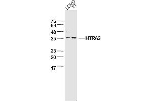 Lane 1: LOVO lysates Lane 2: TT lysates probed with HTRA2 Polyclonal Antibody, Unconjugated  at 1:300 dilution and 4˚C overnight incubation. (Tsarg3/Tsarg1 (AA 101-183) anticorps)