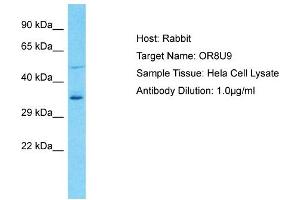 Host: Rabbit Target Name: OR8U9 Sample Type: Hela Whole Cell lysates Antibody Dilution: 1. (OR8U9 anticorps  (C-Term))